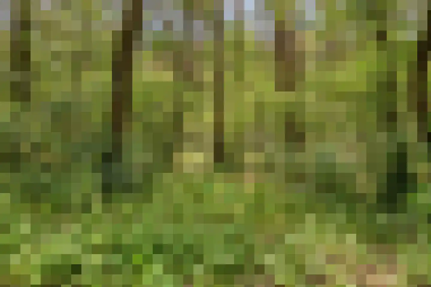 Vogelzangpad 3 Norg thumbnail 50