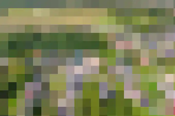 Vogelzangsterweg 3 Scheemda thumbnail 9
