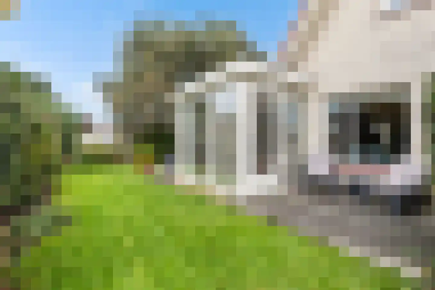 Vogelzwin 10 Sneek thumbnail 25