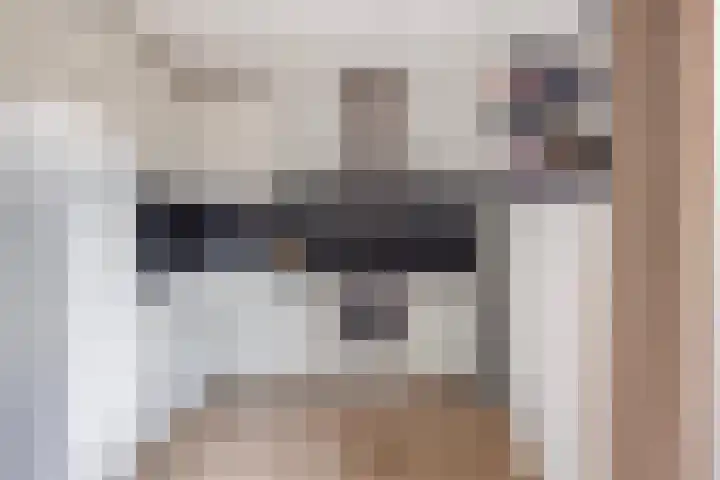 Vogelzwin 11 Sneek thumbnail 14