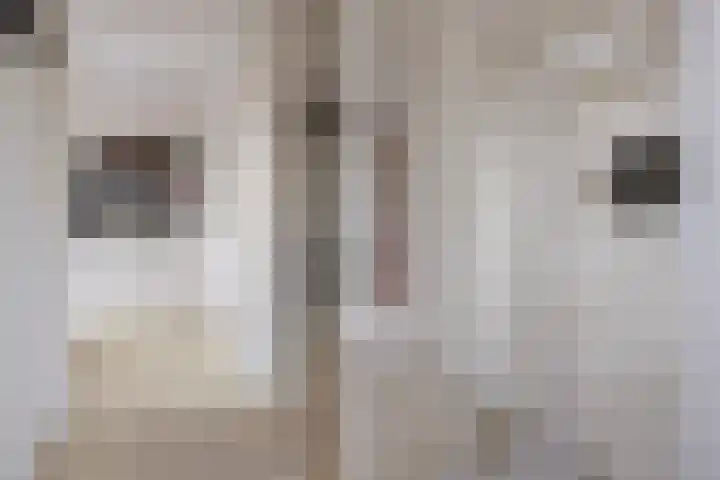 Vogelzwin 11 Sneek thumbnail 20