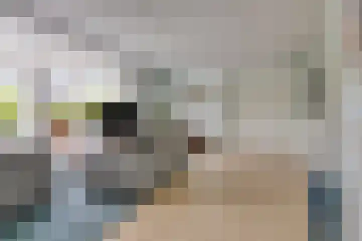 Vogelzwin 20 Sneek thumbnail 13