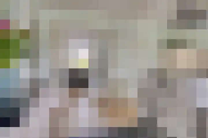 Vogelzwin 20 Sneek thumbnail 16