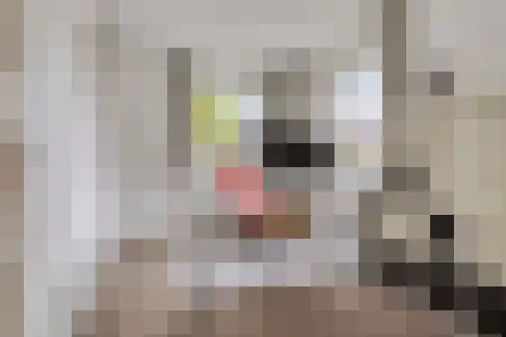 Vogelzwin 20 Sneek thumbnail 28