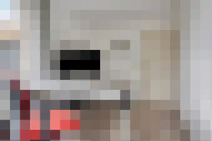 Vogelzwin 20 Sneek thumbnail 29