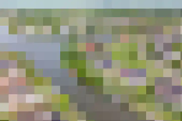 Vogelzwin 20 Sneek thumbnail 4