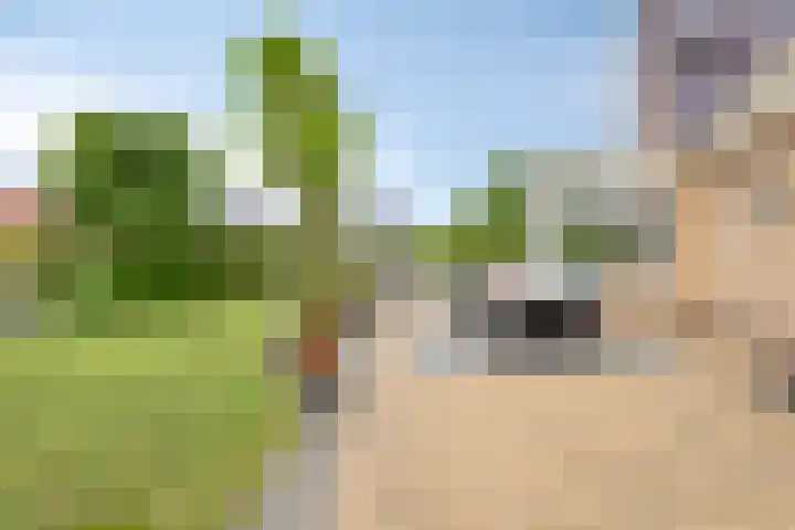 Vogelzwin 20 Sneek thumbnail 50