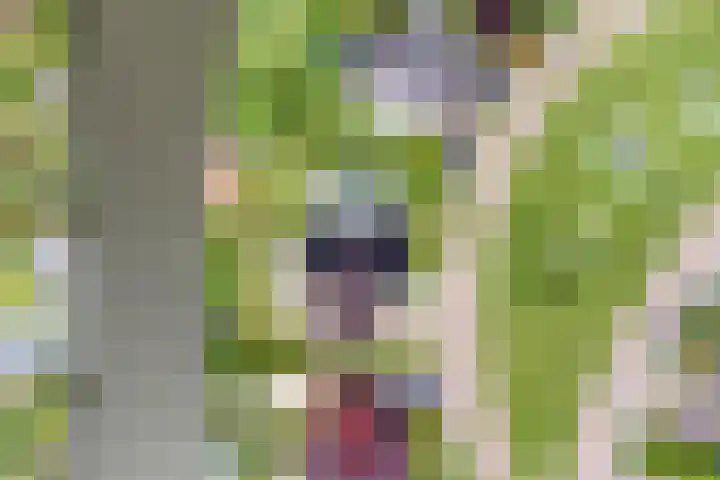 Vogelzwin 20 Sneek thumbnail 52