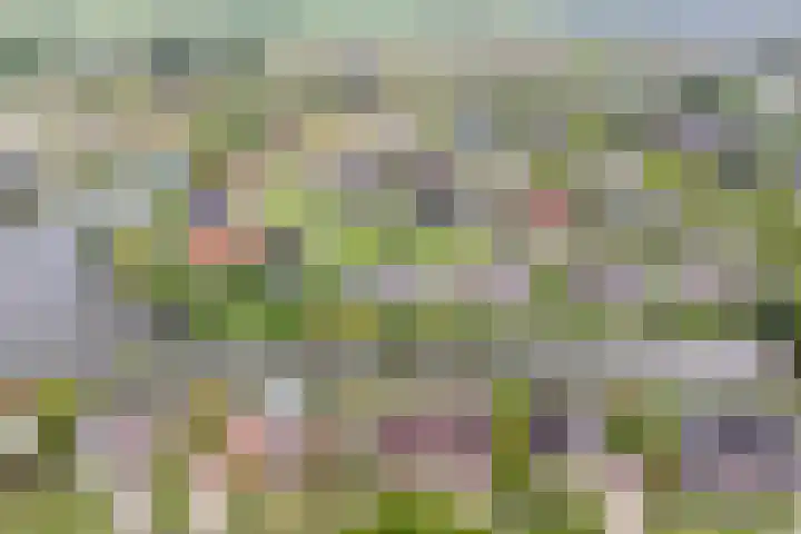 Vogelzwin 20 Sneek thumbnail 57