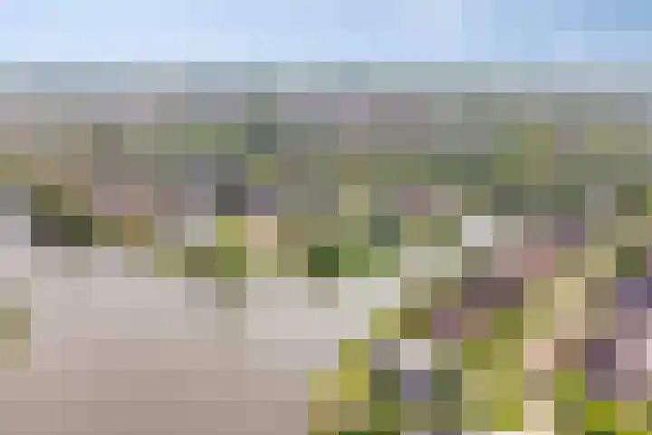 Vogelzwin 20 Sneek thumbnail 58