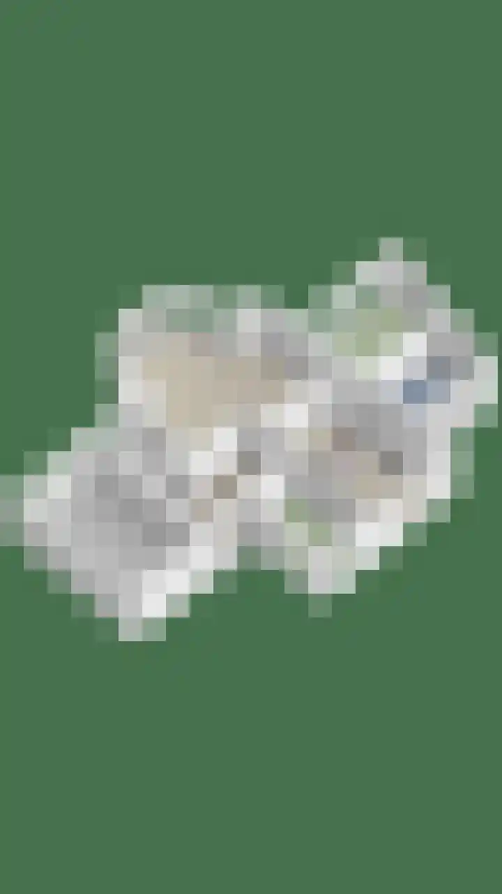 Vogelzwin 20 Sneek thumbnail 60