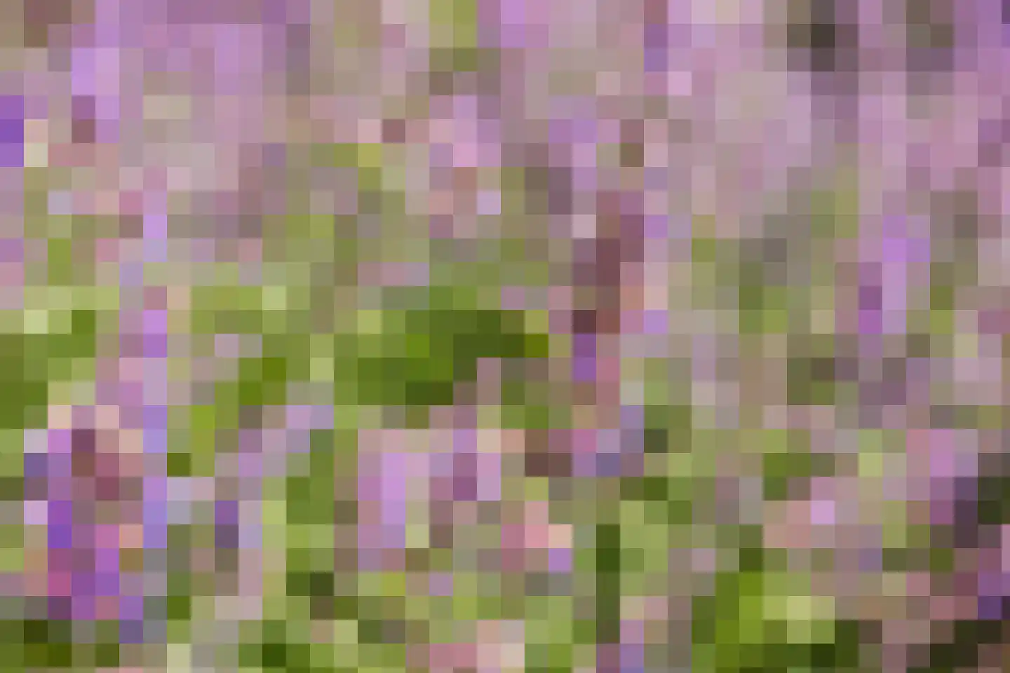 Vogelzwin 24 Sneek thumbnail 70