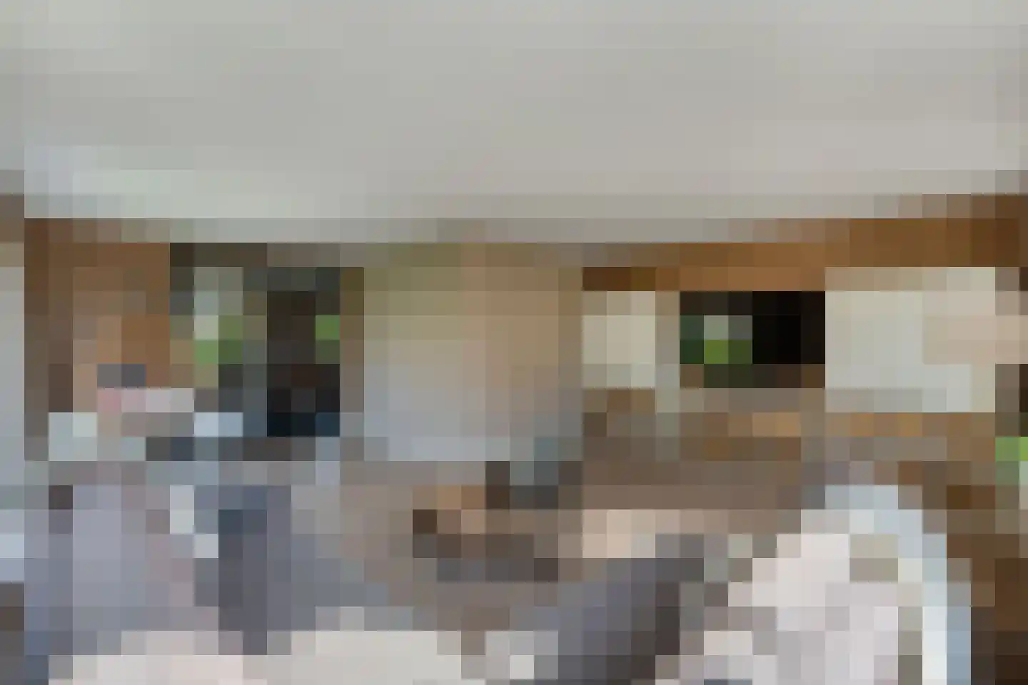 Vogelzwin 4 Sneek thumbnail 19