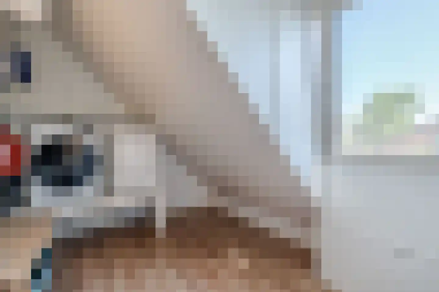 Vogelzwin 4 Sneek thumbnail 41
