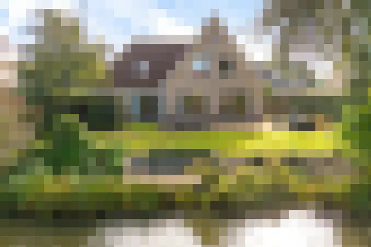 Vogelzwin 6 Sneek