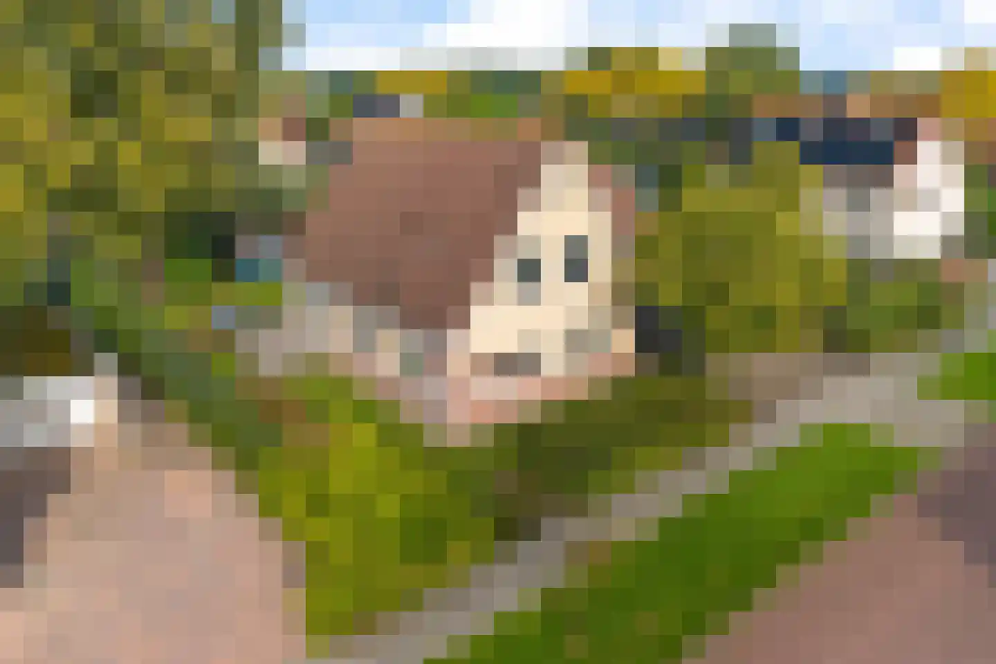 Vogelzwin 6 Sneek thumbnail 43