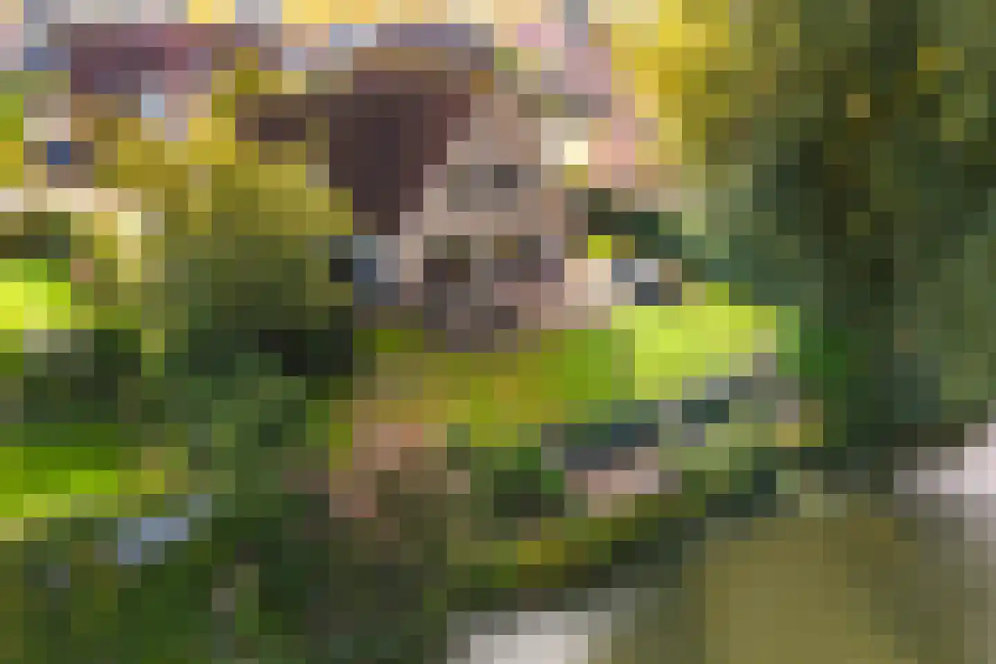 Vogelzwin 6 Sneek thumbnail 5