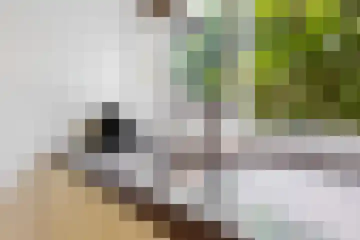 Vogezen 16 Utrecht thumbnail 14