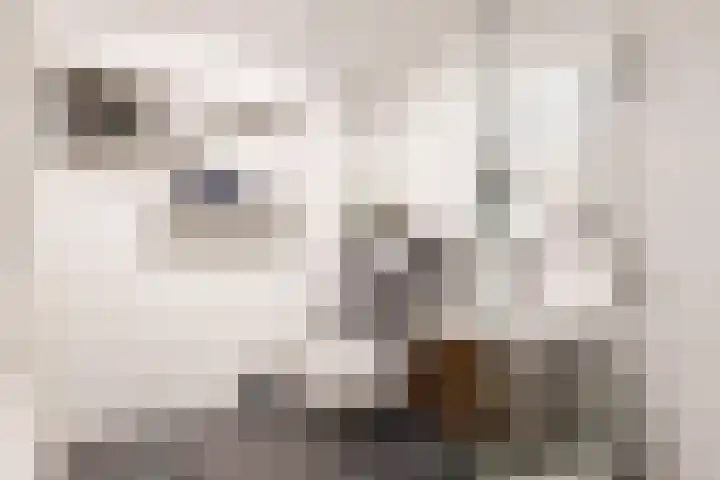 Vogezen 16 Utrecht thumbnail 19