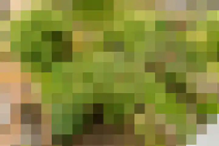 Volder 66 Hoorn thumbnail 30