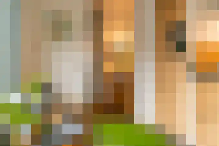 Volderstraat 45 Wijk bij Duurstede thumbnail 8