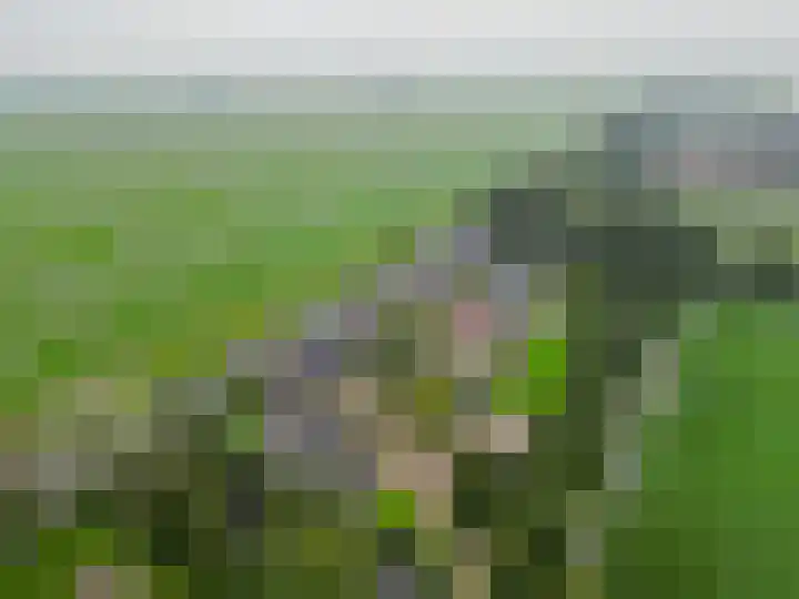 Volière 3 Ouderkerk aan den IJssel thumbnail 68