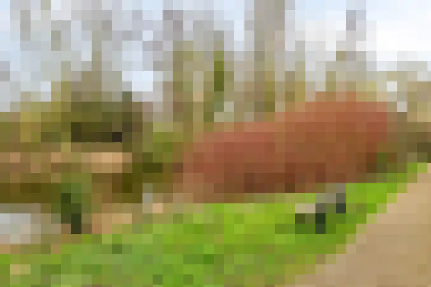 Volkerak 46 Pijnacker thumbnail 37