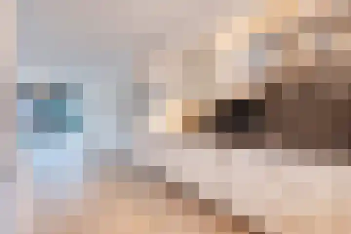 Volmolenplein 6 A Geldrop thumbnail 18