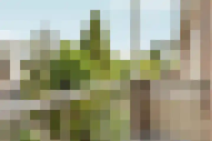Von Liebigweg 15 H Amsterdam thumbnail 7