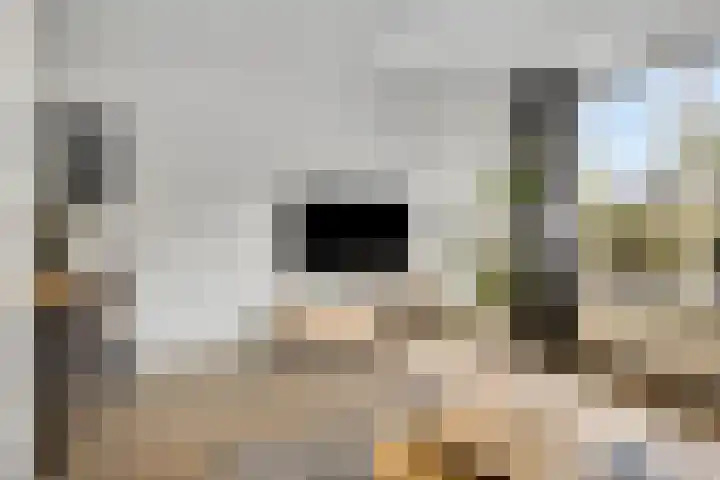 Vonderpad 21 Gieterveen thumbnail 14