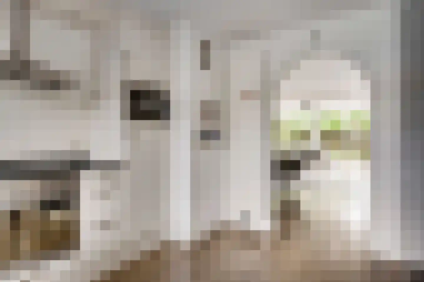 Vondersestraat 26 Horst thumbnail 24