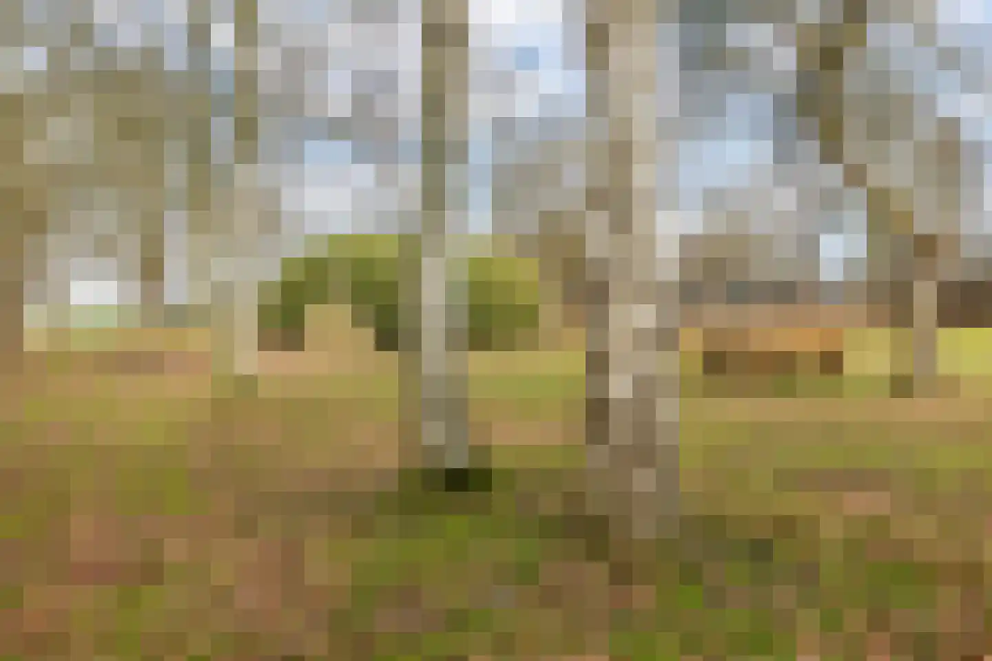 Voor de Blanken 8 Ruinen thumbnail 44