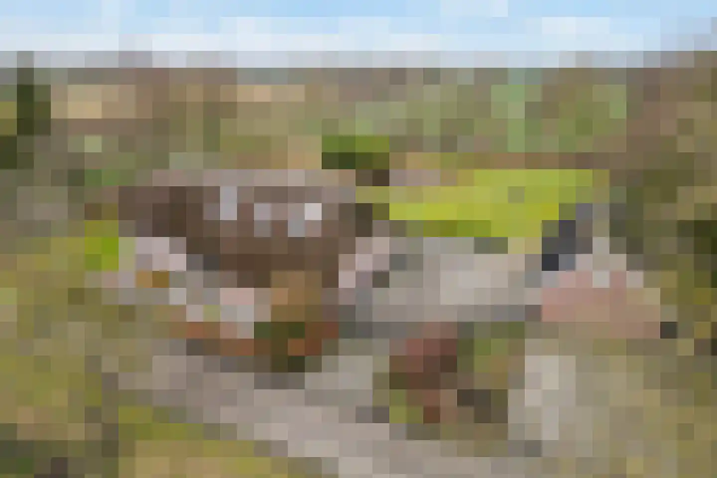 Voor de Blanken 8 Ruinen thumbnail 60