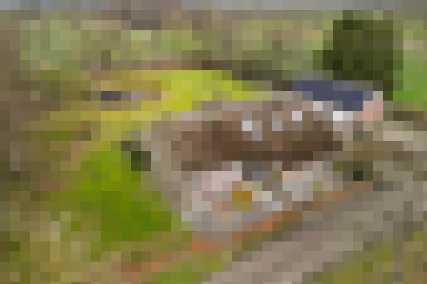 Voor de Blanken 8 Ruinen thumbnail 61