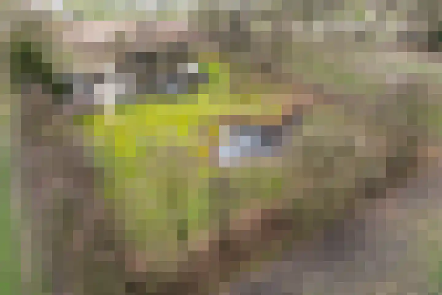 Voor de Blanken 8 Ruinen thumbnail 62