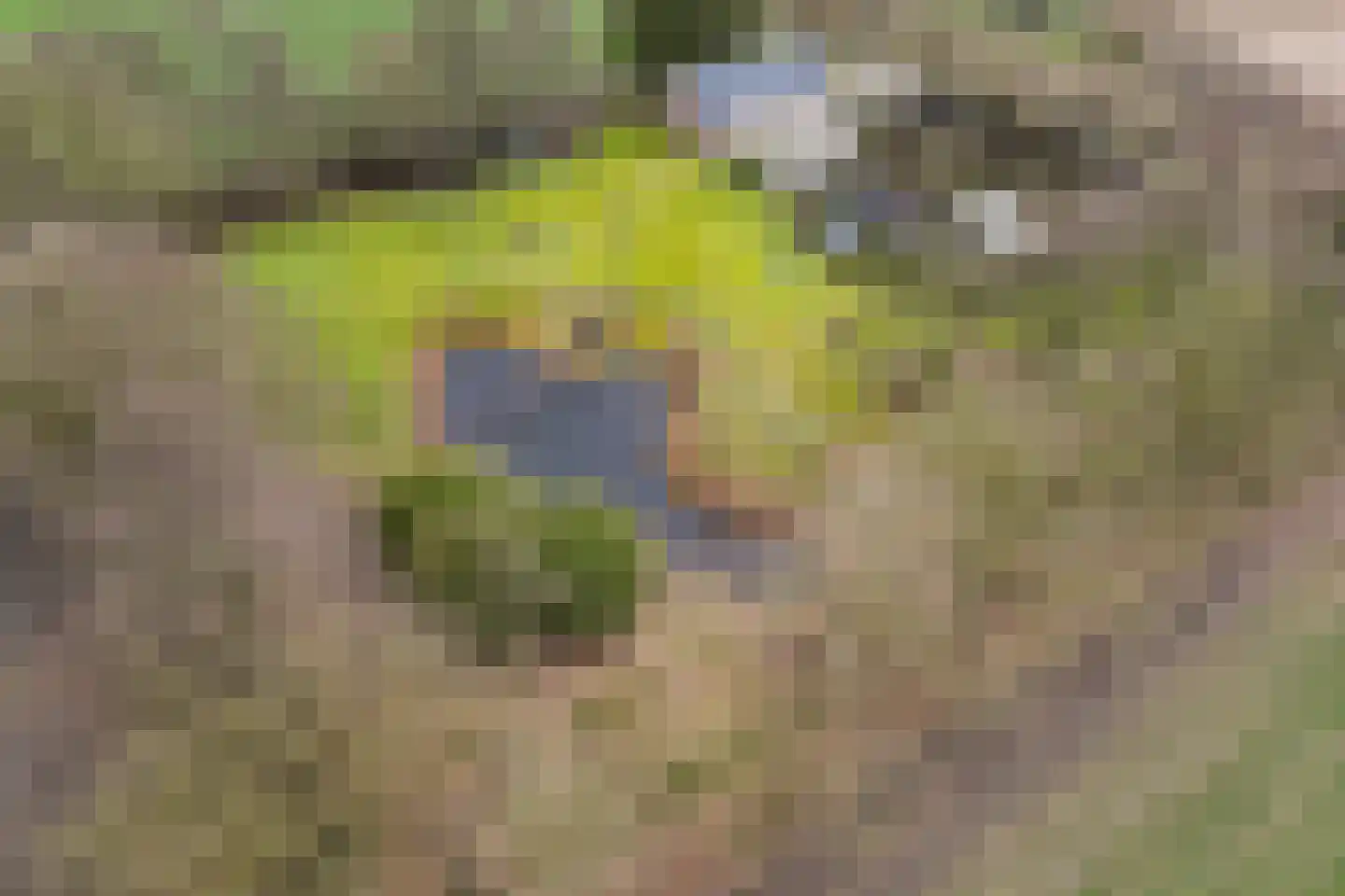 Voor de Blanken 8 Ruinen thumbnail 63