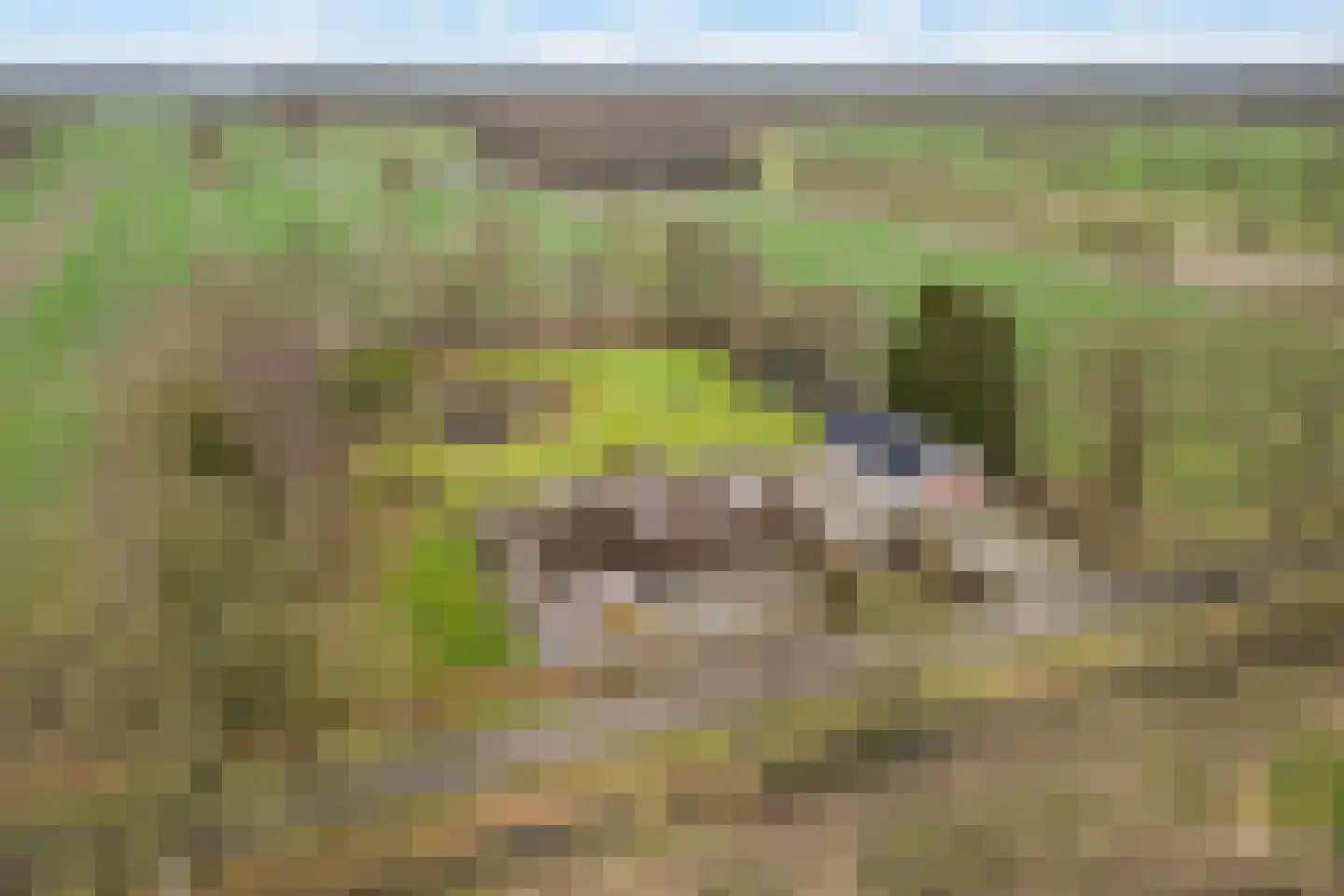 Voor de Blanken 8 Ruinen thumbnail 64