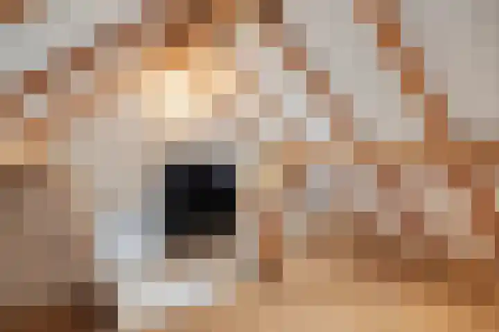 Voor-Oventje 24 Zeeland thumbnail 34