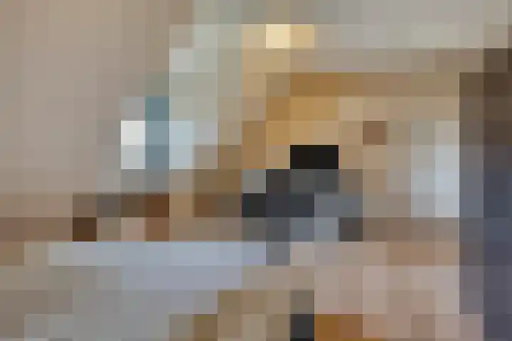 Voorbolst 3 A Erp thumbnail 34