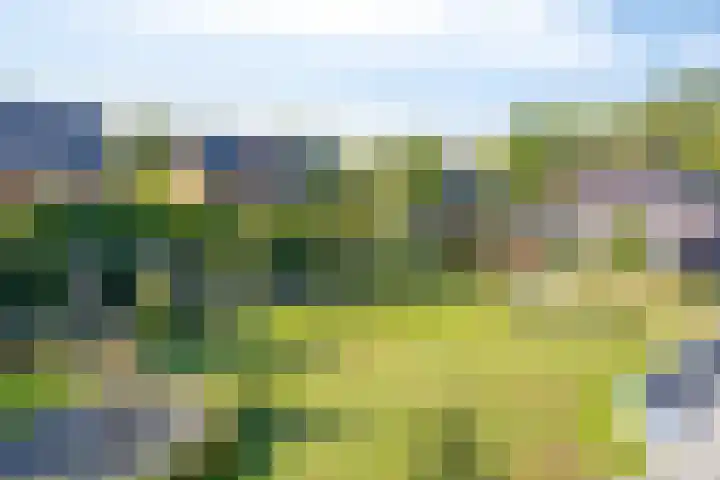 Voorbolst 3 A Erp thumbnail 55
