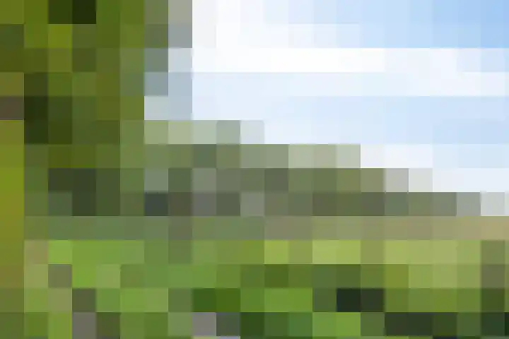 Voorbolst 3 A Erp thumbnail 70