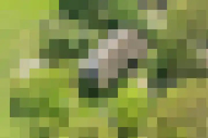 Voorbosweg 9 Buinen thumbnail 37
