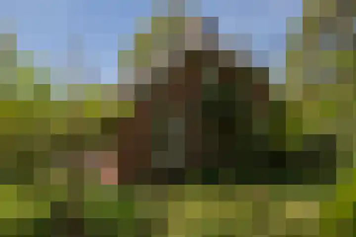 Voorbosweg 9 Buinen thumbnail 38