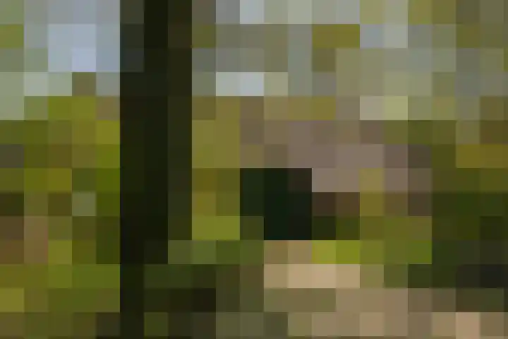 Voorbosweg 9 Buinen thumbnail 40