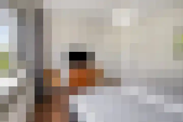 Voorhof 9 Berghem thumbnail 25