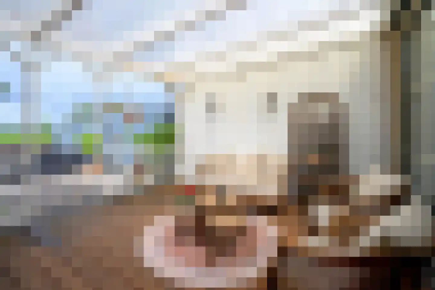 Voorkamp 6 Beets thumbnail 15