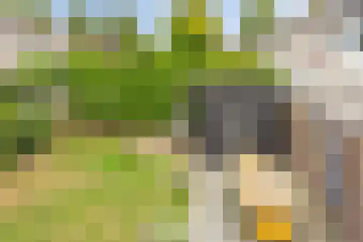 Voorn 8 Oss thumbnail 33