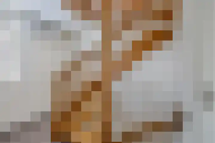 Voorne 8 Emmeloord thumbnail 42