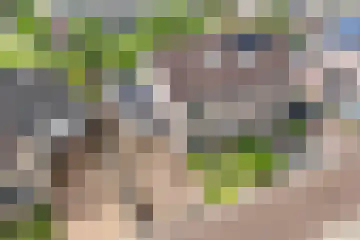 Voorne 8 Emmeloord thumbnail 9