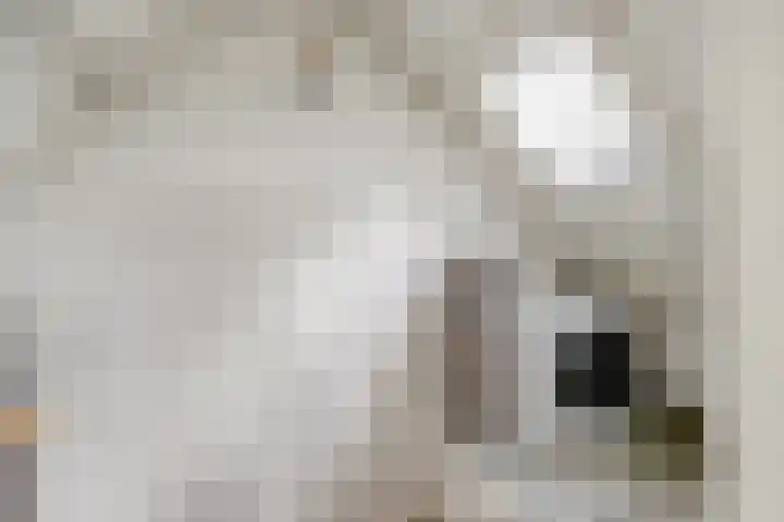 Voorofscheweg 220 Boskoop thumbnail 31